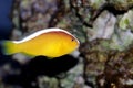 Orange Skunk Clownfish - Amphiprion sandaracinos