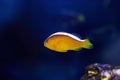 Orange Skunk Clownfish - Amphiprion sandaracinos