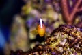 Orange Skunk Clownfish - Amphiprion sandaracinos