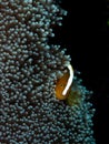 Orange skunk clownfish, Amphiprion sandaracinos. Bangka, Indonesia