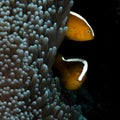 Orange skunk clownfish, Amphiprion sandaracinos. Bangka, Indonesia