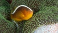 Orange skunk clownfish, Amphiprion sandaracinos. Bangka. Scuba diving in North Sulawesi, Indonesia