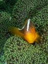 Orange skunk clownfish, Amphiprion sandaracinos. Bangka. Scuba diving in North Sulawesi, Indonesia