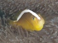 Orange skunk clownfish