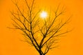 Orange sky with dead tree and sun. Royalty Free Stock Photo