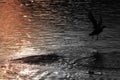 Duck fly away at sunset desaturate Royalty Free Stock Photo