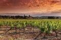 Orange Sky over Green Vineyard Royalty Free Stock Photo