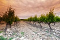 Orange Sky over Green Vineyard Royalty Free Stock Photo