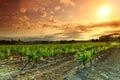 Orange Sky over Green Vineyard Royalty Free Stock Photo