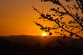 Orange sky with silhouette of flower tree and hill during evening time at sunset Royalty Free Stock Photo