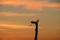 Silhouette of a twig that looks like the head of a dragon Royalty Free Stock Photo