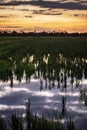 Orange sky sunrise on a dark green wetlands landscape with water reflection and purple clouds