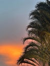 Orange sky sunset behind palm tree Royalty Free Stock Photo
