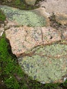 Orange slate rock with green lichen