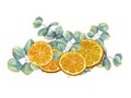 Orange slices with eucalyptus sprigs. Juicy citrus slices, green leaves. Silver dollar plants, tangerine. Watercolor