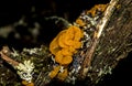 Orange slimy mushroom shaped like a brain on rotten dead tree trunk. Tremella mesenterica Royalty Free Stock Photo