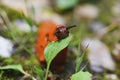 An Orange slug eating a green leaf Royalty Free Stock Photo