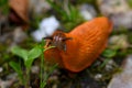 An Orange slug eating a green leaf Royalty Free Stock Photo
