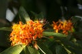 Orange Small flower of Asoke Tree