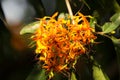 Orange Small flower of Asoke Tree