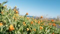 Orange Small Flowers In The Meadow Field For Spring in Sicily Royalty Free Stock Photo
