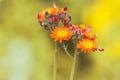 Orange small flowers on a yellow background. selective focus.Pilosella