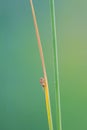 Orange small fly