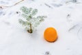 Orange and small green snow-covered tree and winter forest. Christmas and New Year concept