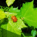 Orange small insect on green leaves closeup image Royalty Free Stock Photo