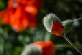 Orange small wild poppy flower in bloom. Ant on beautiful spring flower petals, close-up in May Royalty Free Stock Photo