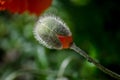 Orange small wild poppy flower in bloom. Ant insect on beautiful spring flower stem, close-up in May Royalty Free Stock Photo