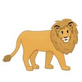 Orange smiling cute lion is walking. Isolated animal on white background Royalty Free Stock Photo