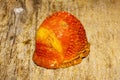 Orange snail