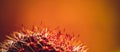 Orange soft background. Cactus in the foreground with large spines