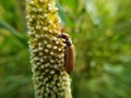 .An Orange Soldier Beetle on a Millet ear Royalty Free Stock Photo