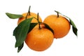 Orange Royalty Free Stock Photo