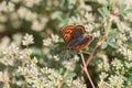 Orange soot copper butterfly Lycaena tityrus on a branch with white flowers Royalty Free Stock Photo