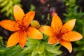 Orange speckled lilies