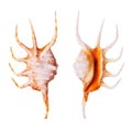 Orange Spider Conch Royalty Free Stock Photo