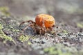 Orange spider sits on rock Royalty Free Stock Photo