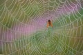 Orange spider in the web in the morning with drops of transparent dew on it Royalty Free Stock Photo