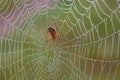 Orange spider in the web in the morning with drops of transparent dew on it Royalty Free Stock Photo