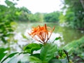 Orange spike flower,Behind is river view,Leaf color green,At Sri Nakhon Khuean Khan Park and Botanical Garden in Bangkok Thailand Royalty Free Stock Photo