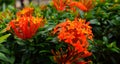 Orange spike flower in garden