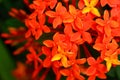 Orange spike flower in garden