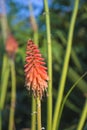 Orange spike flower kniphofia on the sunlight