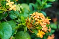 Orange spike flowers are blooming