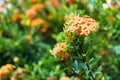 Orange spike flowers are blooming