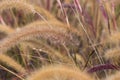 orange spikelet in summer at sunset