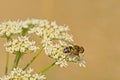 Orange-spined drone fly on a white flower Royalty Free Stock Photo